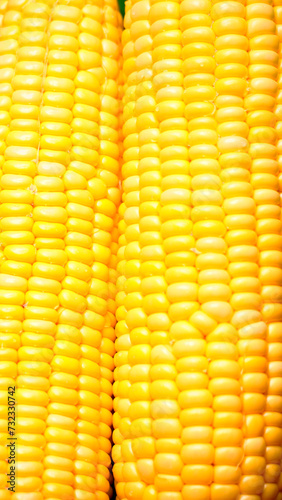 close up and detail fresh and delicious raw organic corn 