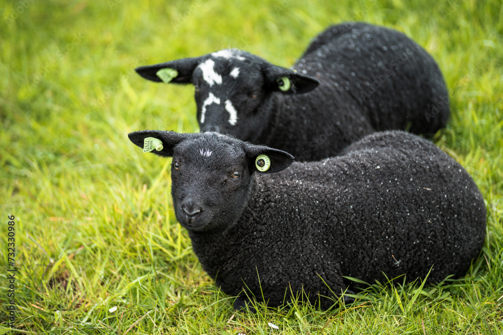 Beautiful nature, animals and landscape in spring near Marken, Waterland, North Holland, Netherlands Beautiful nature, animals and landscape in spring near Marken, Waterland, North Holland, Netherlands