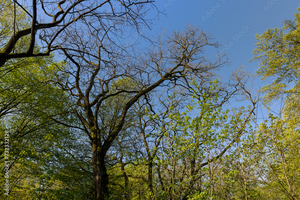 deciduous trees in a mixed forest in the spring season deciduous trees in a mixed forest in the spring season