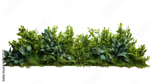 Greenery shrubs plant shaped isolated on white transparent png