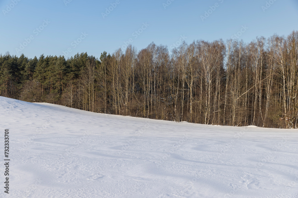 snow in winter in a young pine forest on a hill