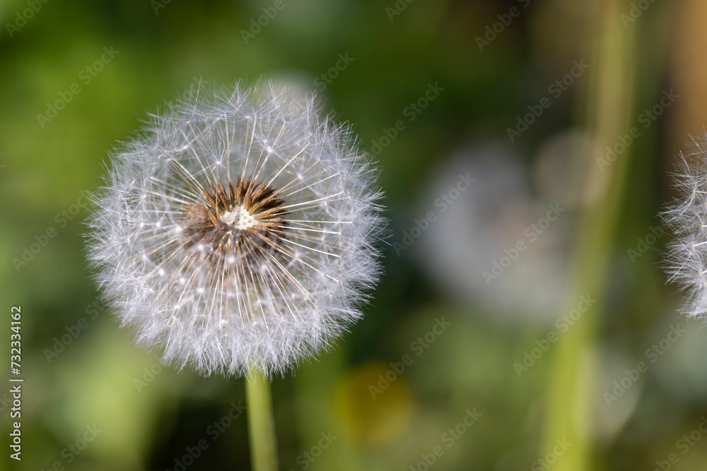 white flowers of dandelion balls in a spring field