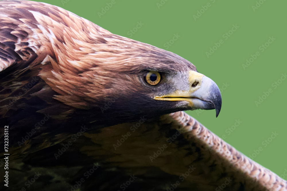 Fototapeta premium Golden eagle (Aquila chrysaetos)