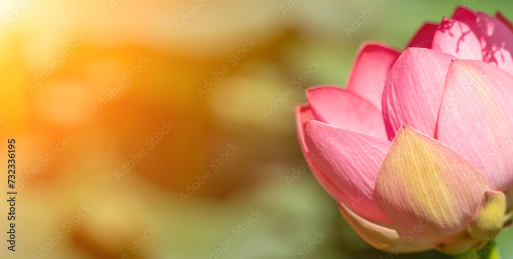 A pink lotus flower sways in the wind, Nelumbo nucifera. Against the background of their green leaves. Lotus field on the lake in natural environment. A pink lotus flower sways in the wind, Nelumbo nucifera. Against the background of their green leaves. Lotus field on the lake in natural environment.