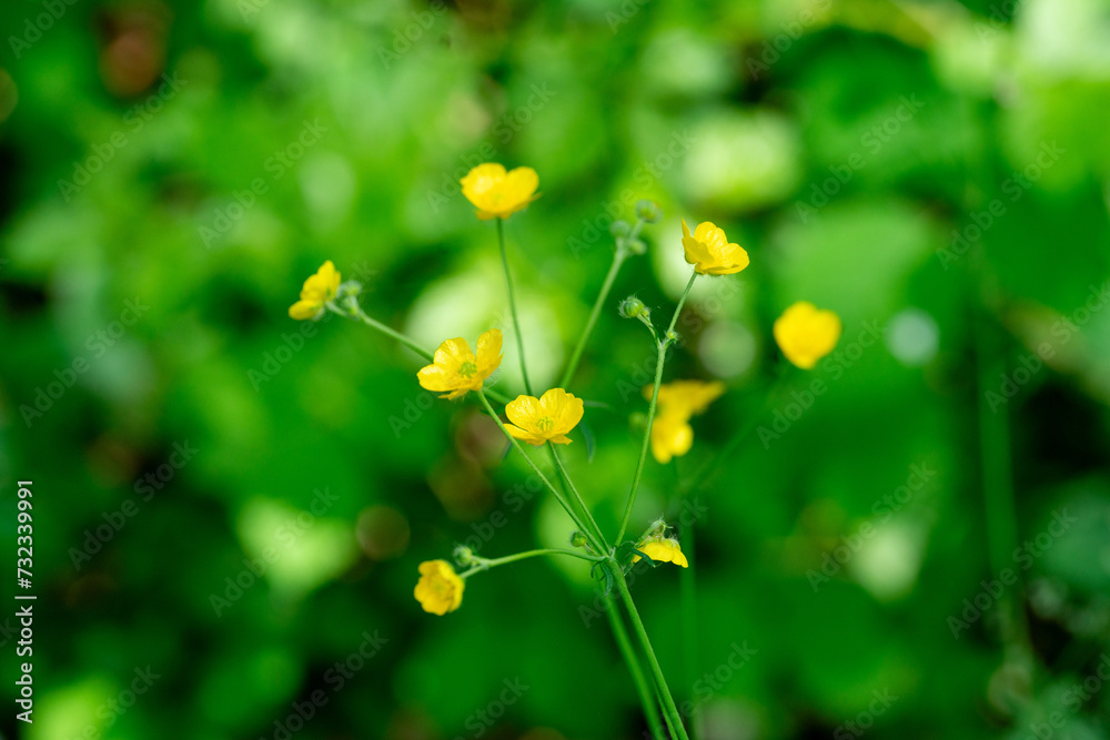 Common buttercup growing on side of street in the Netherlands. Common buttercup growing on side of street in the Netherlands.