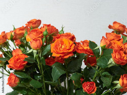 Beautiful red roses on a light background