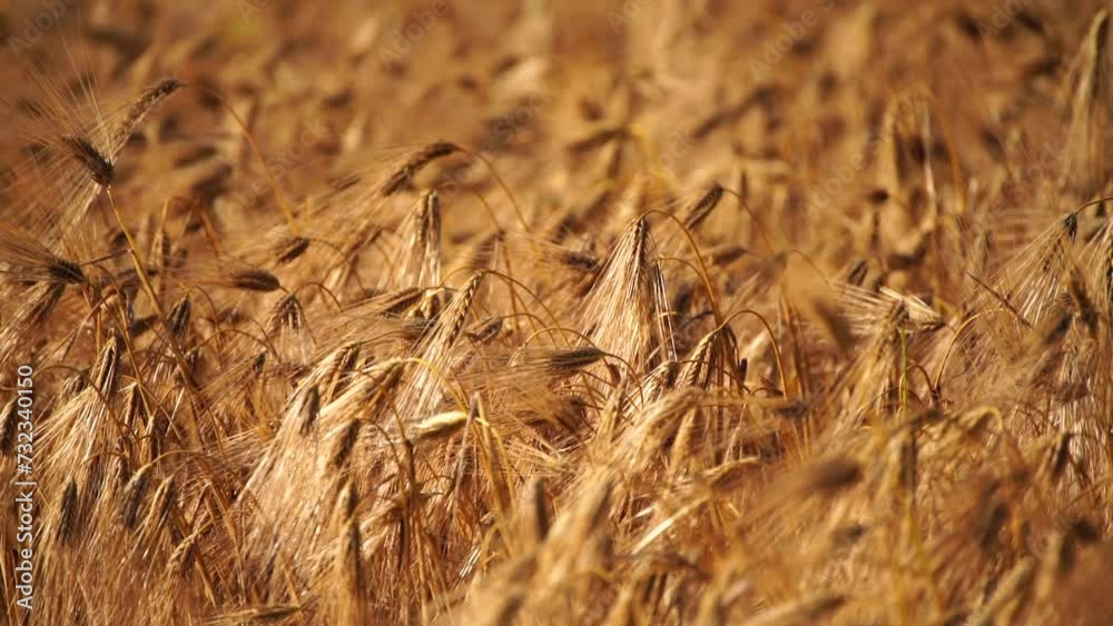 Ripe wheat ears swaying in wind in agricultural field. Pre-harvest. Depicting grain crop growth. Illustrating agricultural crop development. Ripe wheat ears swaying in wind in agricultural field. Pre-harvest. Depicting grain crop growth. Illustrating agricultural crop development.