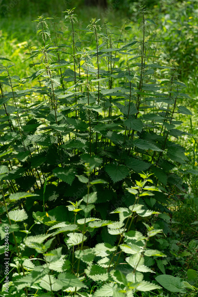 Cluster of stinging nettles growing on the Veluwe near Loenen, a sign of nitrogen overload in the soil Cluster of stinging nettles growing on the Veluwe near Loenen, a sign of nitrogen overload in the soil