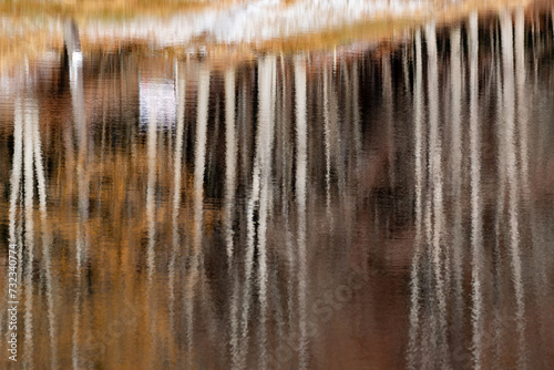 Beech forests reflected in lake in coniferous mountains in Italy