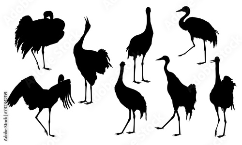 Set of silhouettes of gray cranes Grus communis in different poses. Realistic vector bird photo