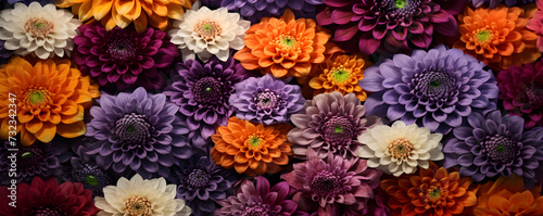 Food background - dahlia flowers background, top view