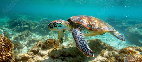 A marine turtle gracefully navigates through the underwater fluid of its natural environment near a vibrant coral reef.