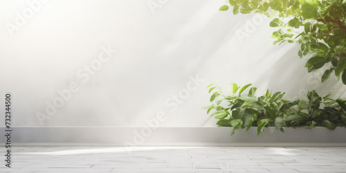 植物と壁 白い部屋