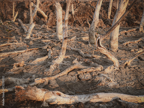Fotografi Destruction mangrove forest scenery, destruction mangrove forest is an ecosystem that has been severely degraded or eliminated such as habitat, and pollution, take care of the mangrove forest