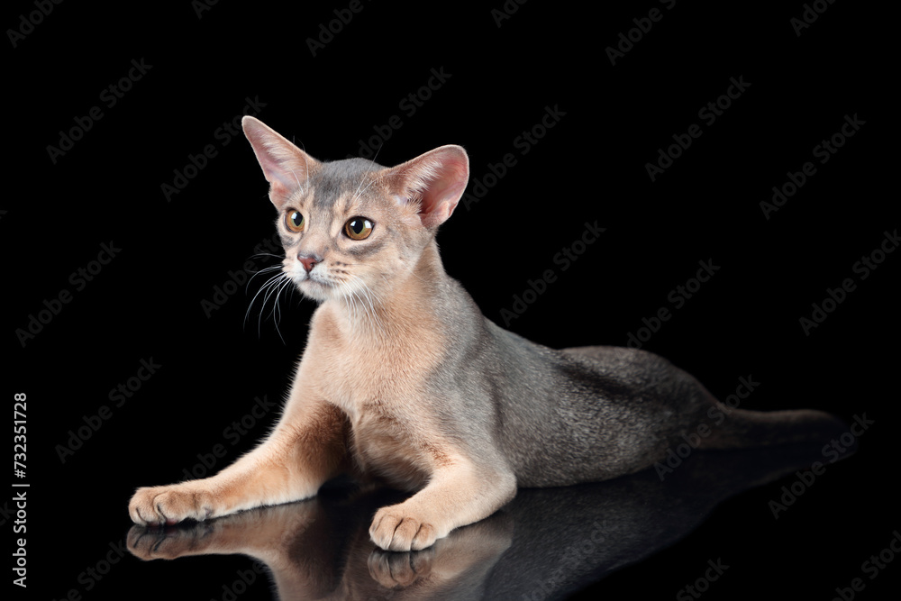 Beautiful Abyssinian cat on a black background