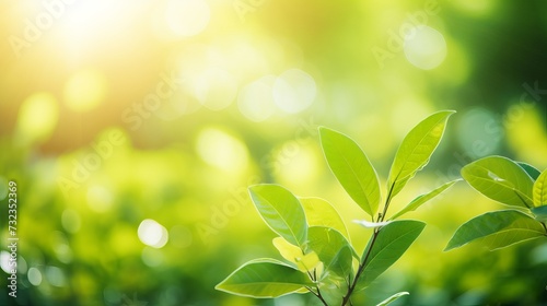 Nature of green leaf in garden at summer under sunlight. Natural green leaves plants using as spring background environment ecology or greenery wallpaper © Tahir