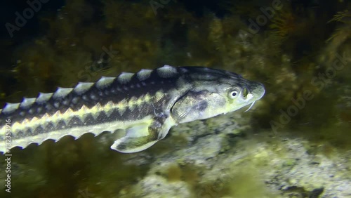 Azov-Black sea sturgeon or Russian sturgeon (Acipenser gueldenstaedtii) swims slowly over the seabed covered with brown algae, close-up. photo