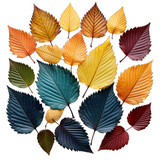 different color leafs on transparent Background