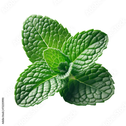 Fresh mint leaves on transparency background PNG