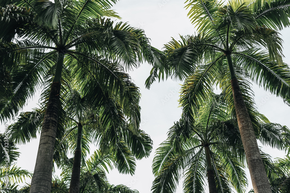 Fototapeta premium Green tropical palm trees. Summertime vacation concept