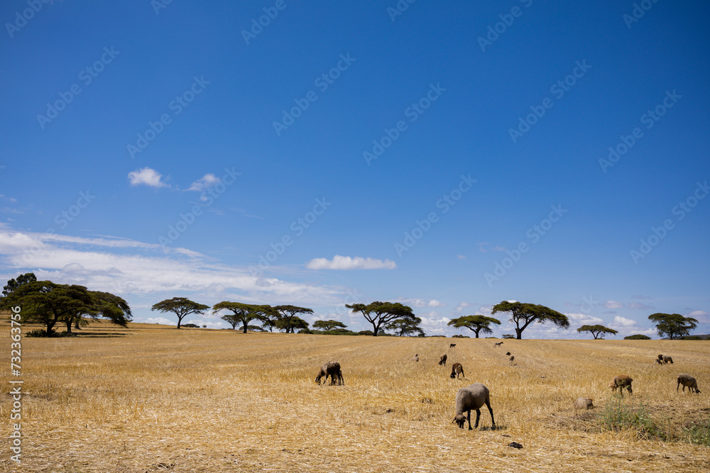 herd of cows herd of cows