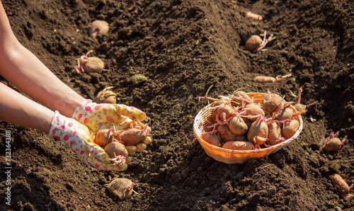 planting potatoes in spring, farm potatoes in hands. Selective focus.