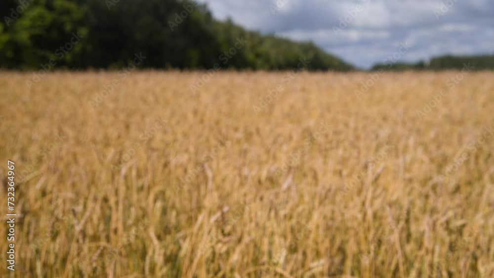 Defocused real time handheld video of ripe gold coloured agricultural wheat field in a cloudy summer day. Blurred footage. Agriculture background. Food industry theme. Defocused real time handheld video of ripe gold coloured agricultural wheat field in a cloudy summer day. Blurred footage. Agriculture background. Food industry theme.