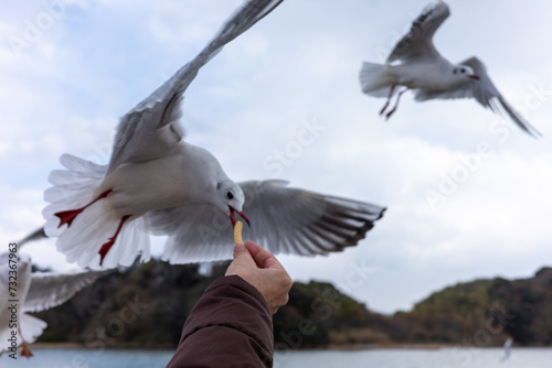 とても楽しいユリカモメの餌付け photo