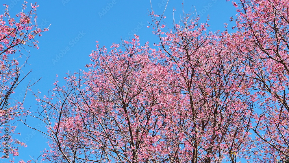 Cherry blossoms, pink flower season in Thailand