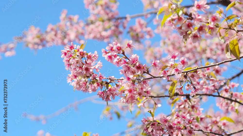 Cherry blossoms, pink flower season in Thailand Cherry blossoms, pink flower season in Thailand