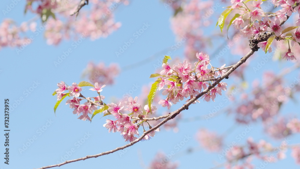 Cherry blossoms, pink flower season in Thailand