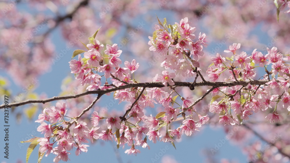 Cherry blossoms, pink flower season in Thailand