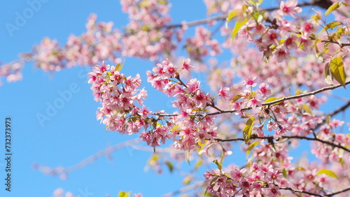 Cherry blossoms, pink flower season in Thailand