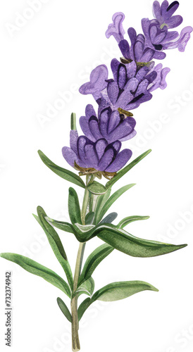  purple lavender flower watercolor illustration