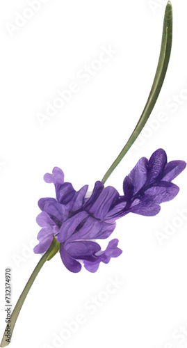  purple lavender flower watercolor illustration