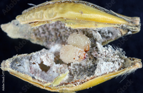 Rice weevil, or science names Sitophilus oryzae. Larvae developing inside the grain.