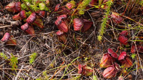 Albany pitcher plant (Cephalotus follicularis) in natural habitat, view from above, Western Australia photo