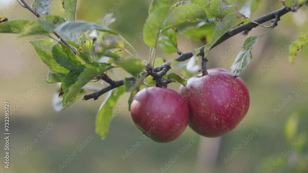 A branch with apples close-up illuminated by the setting sun A branch with apples close-up illuminated by the setting sun