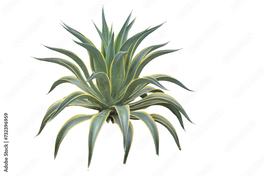 close up of agave americana plant isolated transparent background png close up of agave americana plant isolated transparent background png