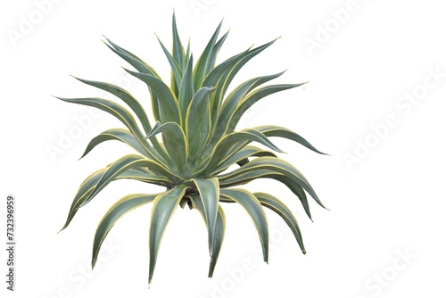 close up of agave americana plant isolated transparent background png