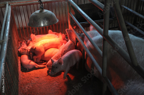 Piglets and sows in a cage with infrared heating
