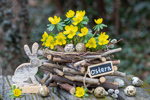 Osterarrangement mit Winterlingen Eranthis hyemalis und Osterhasen im Garten photo