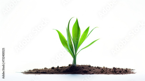 Young Plant Sprouting from Soil Isolated on White
