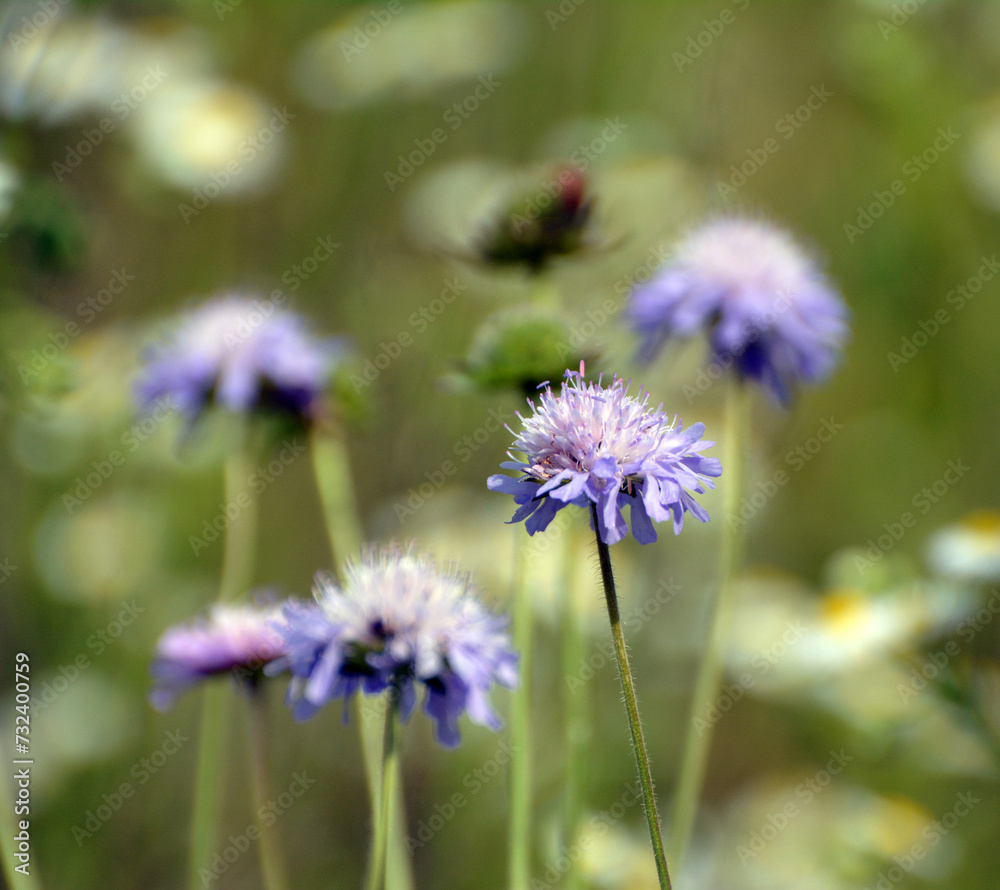 In nature, Knautia arvensis grows among grasses In nature, Knautia arvensis grows among grasses