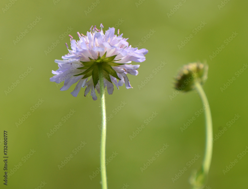 In nature, Knautia arvensis grows among grasses In nature, Knautia arvensis grows among grasses