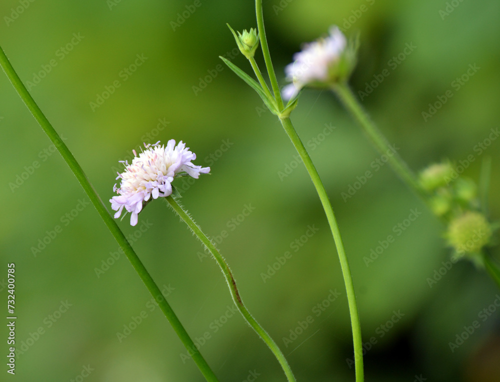 In nature, Knautia arvensis grows among grasses In nature, Knautia arvensis grows among grasses