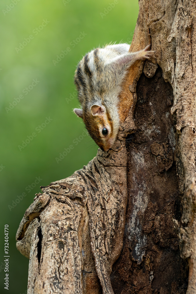 Chipmunk (Tamias) are small members of the squirrel family. The size relative to a teacup and weight 1 to 5 ounces.