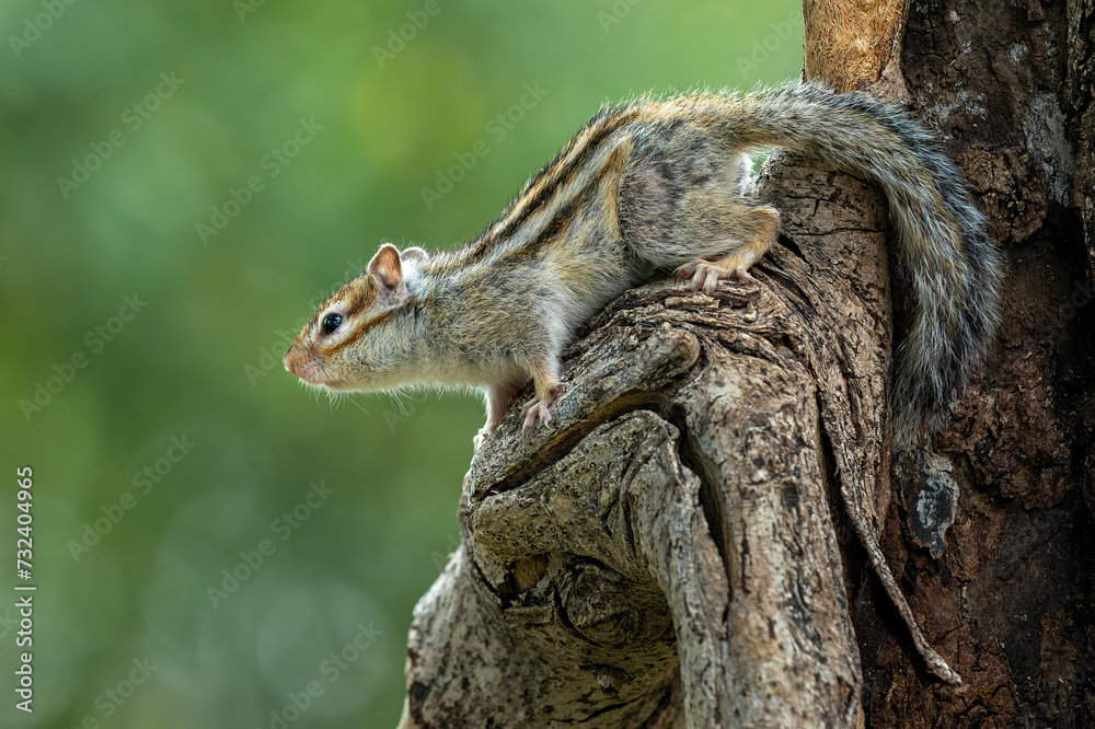 Chipmunk (Tamias) are small members of the squirrel family. The size relative to a teacup and weight 1 to 5 ounces. Chipmunk (Tamias) are small members of the squirrel family. The size relative to a teacup and weight 1 to 5 ounces.