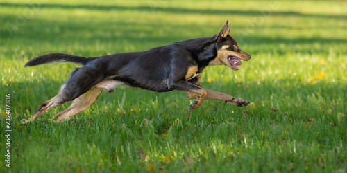 The Australian Kelpie dog is running fast across a meadow in the autumn, seen from a side view