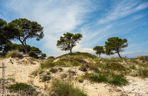 Beautiful trees near the twin beaches of Karidi and small Karidi, Vourvourou, Sithonia peninsula, Halkidiki, North Greece. Green pine tree and bushes, coastline of Aegean sea.